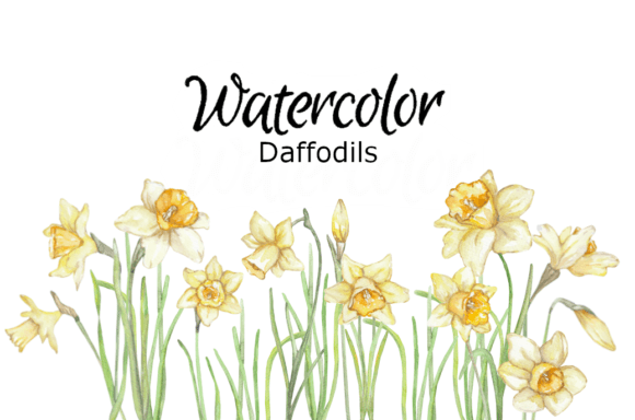 Daffodils Watercolor Clipart: Spring Illustrations Review