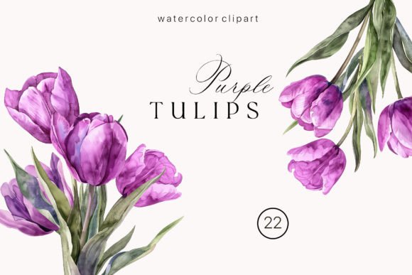Purple Tulip Illustrations: A Designer’s Review