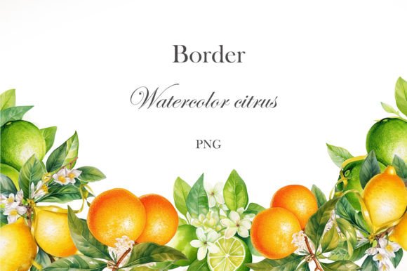 Watercolor Citrus Border PNG: Illustrations Review